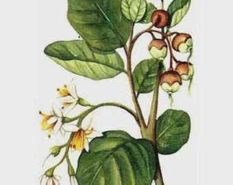 Benzoin (Siam) Essential Oil (Styrax tonkinensis) 100% Pure - 10ml