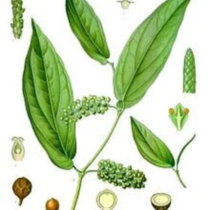 May include: A botanical illustration of a pepper plant with green leaves, green peppercorns, and white flowers. The plant is depicted in detail, showcasing its various parts.