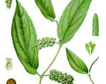 Java Pepper Essential Oil-Piper cubeba - 100% Pure - 10ml - Aromatherapy Oil