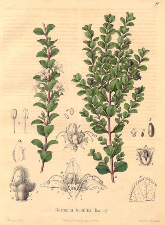 Buchu Leaf Essential Oil-agothosma Betulina - 100% Pure - 5ml - Etsy