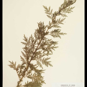 Roman Wormwood Cut and Dried Herb Artemisia pontica Small Absinthe 100 grams _ Tea image 3