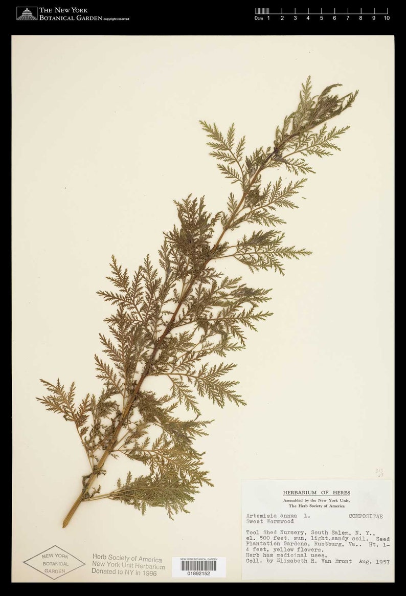 Roman Wormwood Cut and Dried Herb Artemisia pontica Small Absinthe 100 grams _ Tea image 3