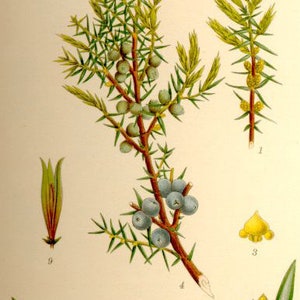 Juniper Berries Juniperus communis 100 grams image 5