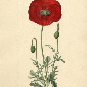 Red Poppy Petals Papaver rhoeas 50 grams image 3