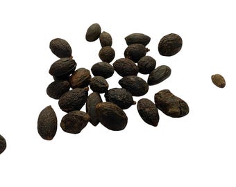 Saw Palmetto - Whole Berries or Powder - Serona Repens - 50 grams - Herbal Tea