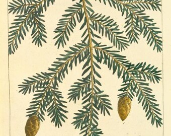 Spruce (Tsuga) Essential Oil -  Tsuga canadensis - 100% Pure - 10ml - aromatherapy oil