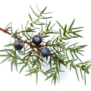 Juniper Berries Juniperus communis 100 grams image 3
