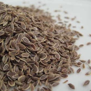 Dill Seed Anethum graveolens 100 grams image 1