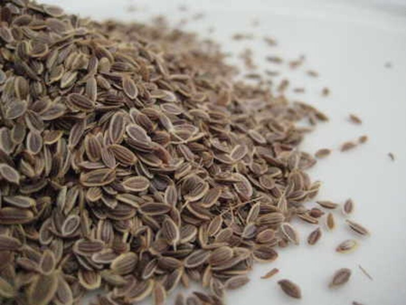 Dill Seed Anethum graveolens 100 grams image 1