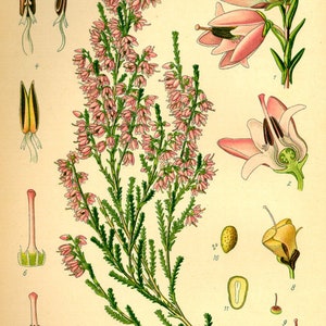 Heather Flowers Calluna vulgaris 100 or 500 grams Herbal Tea, from herbs and spices image 5