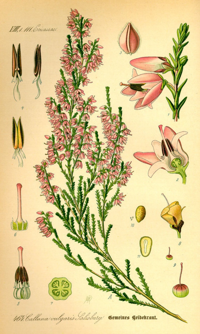 Heather Flowers Calluna vulgaris 100 or 500 grams Herbal Tea, from herbs and spices image 5