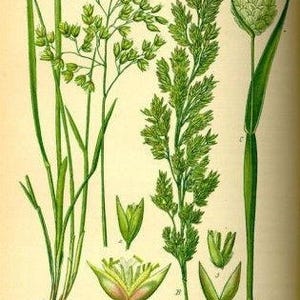 Sweetgrass-Hierochloe odorata-Manna Grass-Marys Grass-Vanilla Grass-Holy Grass long strand 50 grams image 4