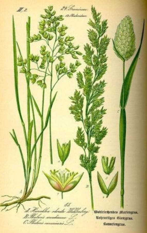 Sweetgrass - 1 Gal. pot - Mature Plant Division - Heirochloe odorata -  Organic, Non-GMO, All Natural, etc.