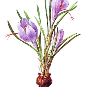 Saffron (Crocus sativum) 100% Pure Essential Oil - 5ml