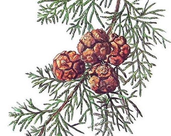 Cypress Australian Blue (Callitris intratropica) – 100% Pure Essential Oil - 10ml