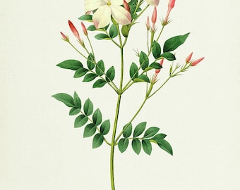 Jasmine Grandiflorum Absolute Oil - 100 percent Pure - 2ml or 5ml