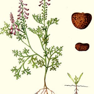 Fumitory Herb cut herb or powder Fumaria officinalis 100 grams image 6