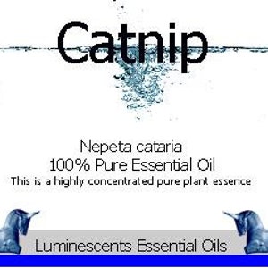 Catnip Essential Oil Nepeta cataria-100% Pure 5ml image 2