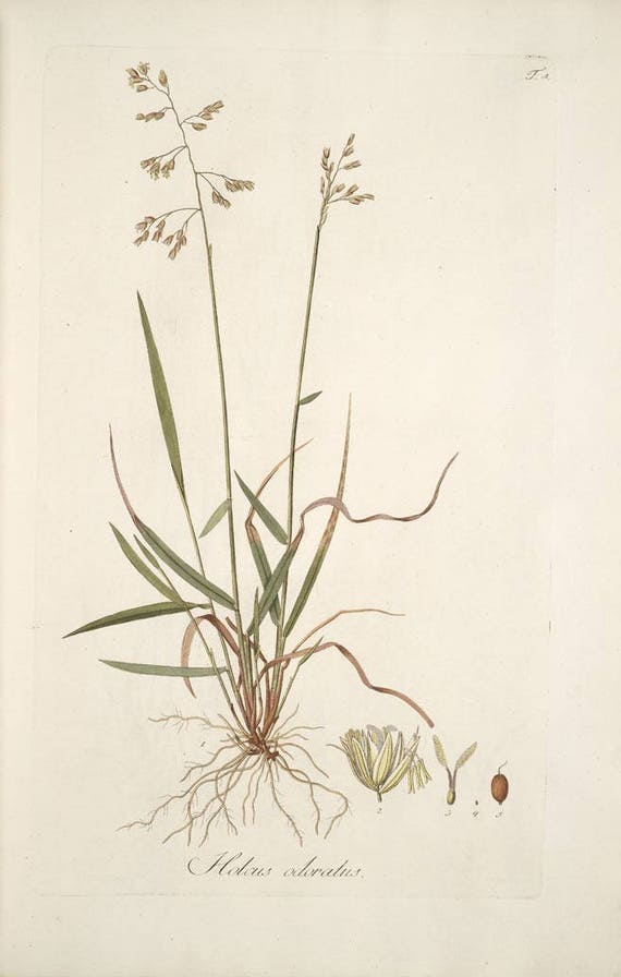 20 Sweetgrass Seeds, Hierochloe odorata, 'Bison grass' -PM