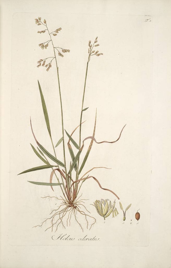 Sweetgrass-hierochloe Odorata-manna Grass-mary's Grass-vanilla Grass-holy  Grass - Long Strand - 50 Grams - Etsy