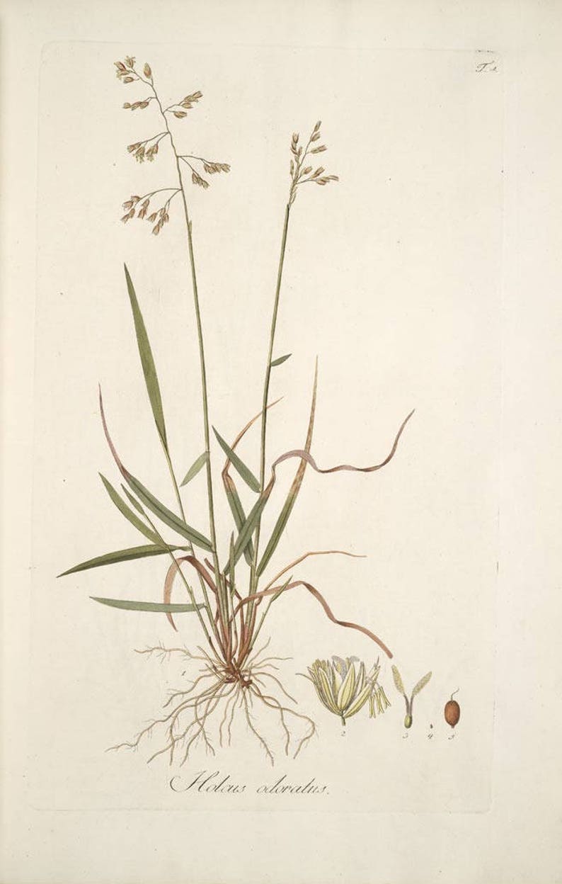 Sweetgrass-Hierochloe odorata-Manna Grass-Marys Grass-Vanilla Grass-Holy Grass long strand 50 grams image 2