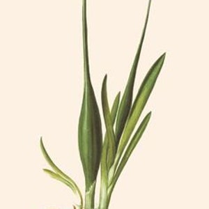 Onion Seed Essential Oil Allium cepa 100% Pure 10ml image 1