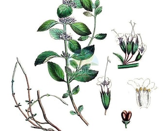 Cornmint Essential Oil-Mentha arvensis 100% Pure Essential oil - 10ml