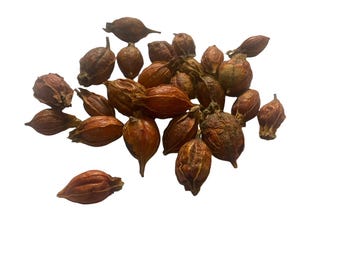 Gardenia Fruit - Zhi Zi - Gardenia jasminoides - 100 grams