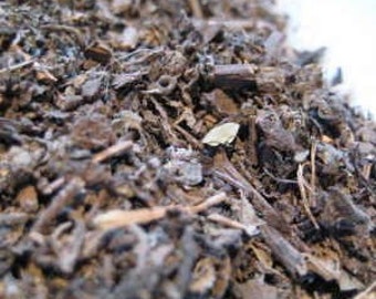 Patchouli Leaves-Pogostemon cablin Rubbed - 50 grams