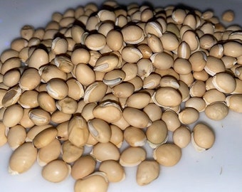 Bai Bian Dou Seed – Dolichos lab - Hyacinth Bean, Indian Butter Bean, LabLab Bean - 50 grams
