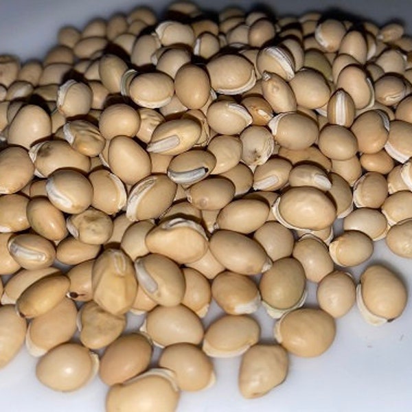 Bai Bian Dou Seed – Dolichos lab - Hyacinth Bean, Indian Butter Bean, LabLab Bean - 50 grams