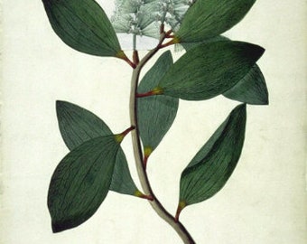 Gomenol (Malaleuca viridiflora) 100% Pure Essential Oil - 10ml