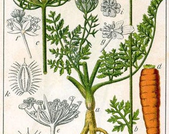 Queen Anne’s Lace Essential Oil Daucus carota) 100% Pure - 10ml