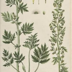 Roman Wormwood Cut and Dried Herb Artemisia pontica Small Absinthe 100 grams _ Tea image 2