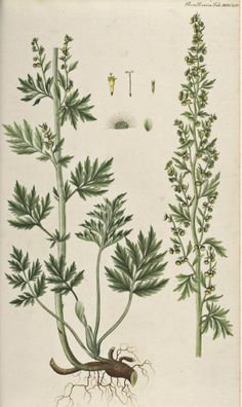 Roman Wormwood Cut and Dried Herb Artemisia pontica Small Absinthe 100 grams _ Tea image 2
