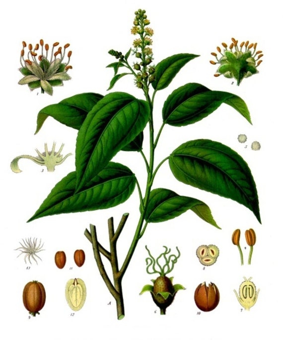 Cinnamon Plant Diagram