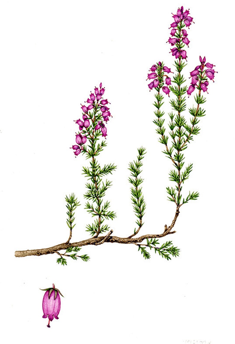 Heather Flowers Calluna vulgaris 100 or 500 grams Herbal Tea, from herbs and spices image 3