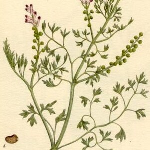 Fumitory Herb cut herb or powder Fumaria officinalis 100 grams image 5