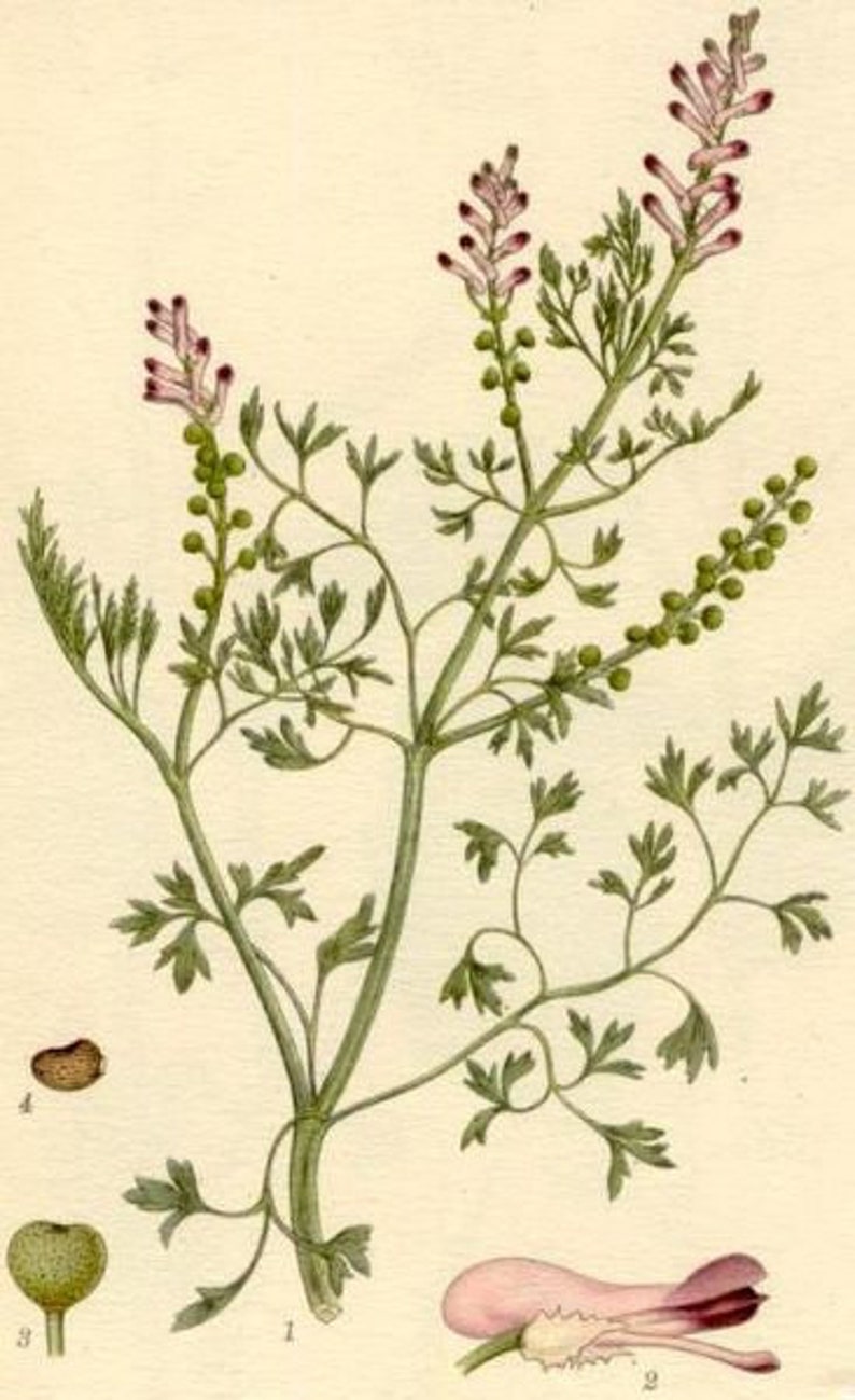 Fumitory Herb cut herb or powder Fumaria officinalis 100 grams image 5