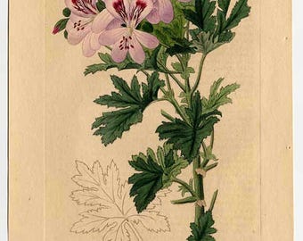 Geranium Leaf Absolute Oil (Pelargonium graveolens) 100% Pure - 2ml