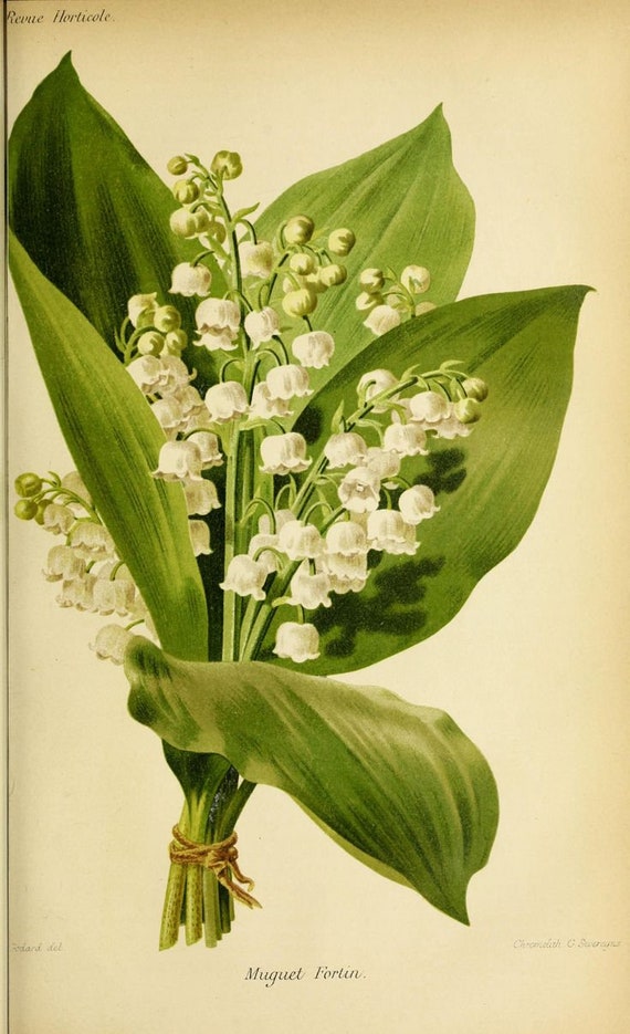 Lily of the Valley Cut Dried Herb, Convallaria Majalis, 100 Grams