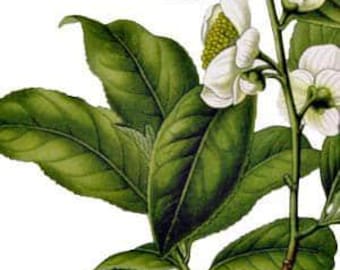 Essential/Absolute Oils
