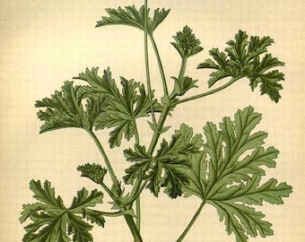 Egyptian Geranium-Pelargonium graveolens 100% Pure Essential Oil - 10ml