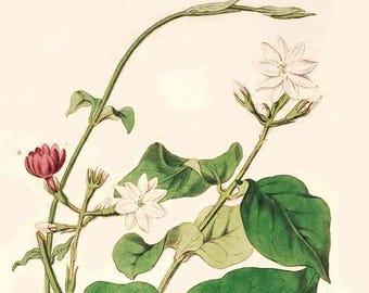 Jasmine Sambac Absolute Oil - 100 percent Pure -2ml or 5ml