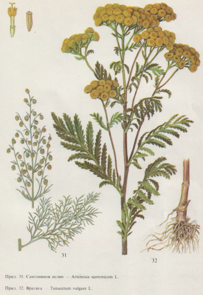 Roman Wormwood Cut and Dried Herb Artemisia pontica Small Absinthe 100 grams _ Tea image 4