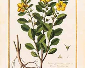 Essential/Absolute Oils