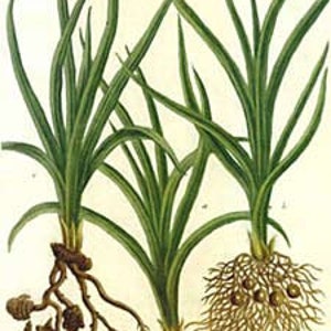 Cypriol Essential Oil – Cyperus scariosus -100% Pure - 5ml