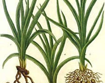 Cypriol Essential Oil – Cyperus scariosus -100% Pure - 5ml