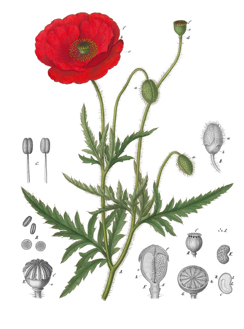 Red Poppy Petals Papaver rhoeas 50 grams image 5