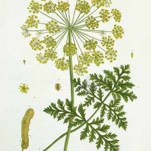 Dill Seed Anethum graveolens 100 grams image 2